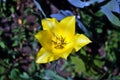 Yellow tulip flower blooming and growing in gray ground blurry background, top view close up Royalty Free Stock Photo