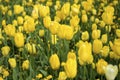 Yellow Tulip flower blossom Royalty Free Stock Photo