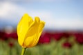 Yellow Tulip Flower with blurred blue, red, and green background Royalty Free Stock Photo