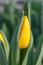 Yellow tulip flower bud detail Royalty Free Stock Photo