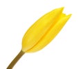 Yellow Tulip Flower Bud Royalty Free Stock Photo