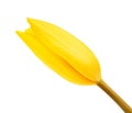 Yellow Tulip Flower Bud Royalty Free Stock Photo