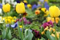 Yellow tulip flower garden Royalty Free Stock Photo