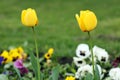 Yellow tulip flower garden Royalty Free Stock Photo