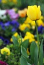 Yellow tulip flower garden Royalty Free Stock Photo