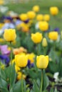 Yellow tulip flower garden Royalty Free Stock Photo