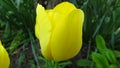 Yellow tulip flower in its natural habitat in the garden. Tulipa. Royalty Free Stock Photo