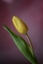 Yellow Tulip flower with green leafs and water drops on pink background, spring Royalty Free Stock Photo