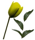 Yellow tulip flower and green leafs on a white isolated background with clipping path. Closeup. no shadows. For design. Side Royalty Free Stock Photo