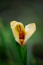 Yellow tulip flower with a half-opened bud in a summer garden macro photography. Royalty Free Stock Photo