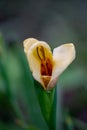 Yellow tulip flower with a half-opened bud in a summer garden macro photography. Royalty Free Stock Photo