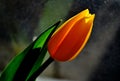 Yellow tulip flower head illuminated by the setting sun Royalty Free Stock Photo