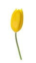 Yellow tulip flower isolated without shadow clipping path Royalty Free Stock Photo