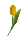 Yellow tulip flower isolated without shadow clipping path Royalty Free Stock Photo