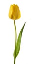 Yellow tulip flower Royalty Free Stock Photo