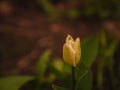 Yellow tulip flower plant with blurry background Royalty Free Stock Photo