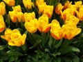 yellow tulip flower with red in a botanical garden Royalty Free Stock Photo