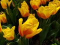 yellow tulip flower with red in a botanical garden Royalty Free Stock Photo