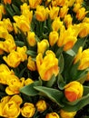 yellow tulip flower with red in a botanical garden Royalty Free Stock Photo