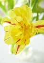 Yellow tulip flower with red stripes Royalty Free Stock Photo