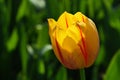 Yellow tulip flower with red vertical stripes on petals, hybrid name Twinkle Royalty Free Stock Photo