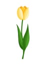 Yellow tulip flower. Spring blooming vector illustration for women's day, mother's day, easter and other Royalty Free Stock Photo