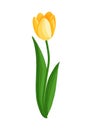 Yellow tulip flower. Spring blooming vector illustration for women's day, mother's day, easter and other Royalty Free Stock Photo