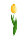 Yellow tulip flower. Spring blooming vector illustration for women's day, mother's day, easter and other Royalty Free Stock Photo