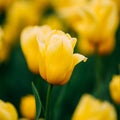 Yellow Tulip Flower In Spring Garden Flower Bed Royalty Free Stock Photo