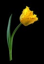 Yellow tulip flower in water drops isolated Royalty Free Stock Photo