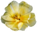 Yellow tulip.  Flower on a white isolated background with clipping path.  For design.  Closeup. Royalty Free Stock Photo