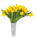 Yellow Tulip Flowers Royalty Free Stock Photo