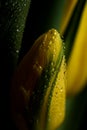 Yellow tulip flowers in bloom with water drops close up still on a black background on a funeral flower decoration Royalty Free Stock Photo