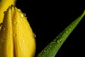 Yellow tulip flowers in bloom with water drops close up still on a black background on a funeral flower decoration Royalty Free Stock Photo