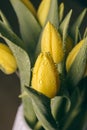 Yellow tulip flowers in bloom with water drops close up still on a black background on a funeral flower decoration Royalty Free Stock Photo