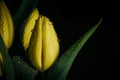 Yellow tulip flowers in bloom with water drops close up still on a black background on a funeral flower decoration Royalty Free Stock Photo