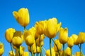 Yellow tulip flowers blooming in a tulip field against background of blue sky. Nature background Royalty Free Stock Photo