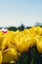 Yellow Tulip flowers blooming in the garden field landscape. Beautiful spring garden with many Yellow tulips outdoors Royalty Free Stock Photo