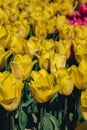 Yellow Tulip flowers blooming in the garden field landscape. Beautiful spring garden with many Yellow tulips outdoors Royalty Free Stock Photo