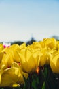 Yellow Tulip flowers blooming in the garden field landscape. Beautiful spring garden with many Yellow tulips outdoors Royalty Free Stock Photo