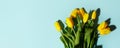 Yellow tulip flowers bouquet with hard shadow on blue background. Flat lay, copy space. Banner for seasonal holiday, springtime Royalty Free Stock Photo