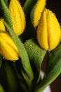 Yellow tulip flowers bouquet with morning dew water drops Royalty Free Stock Photo