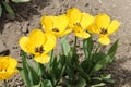 Yellow tulip flowers close-up in garden Royalty Free Stock Photo