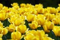 Yellow tulip flowers field Royalty Free Stock Photo