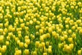 Yellow tulip flowers field Royalty Free Stock Photo
