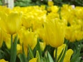 Yellow tulip flowers in tulip garden.