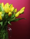 Yellow tulip flowers in glass vase Royalty Free Stock Photo