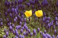 Yellow tulip flowers in grape hyacinth feild Royalty Free Stock Photo