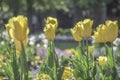 Yellow tulips blossoming in UK park Royalty Free Stock Photo