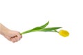 A Yellow tulip flowers in hands on a white background Royalty Free Stock Photo